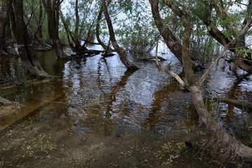 Trunks of willows during the spring flood against the background of the river on a sunny spring day
