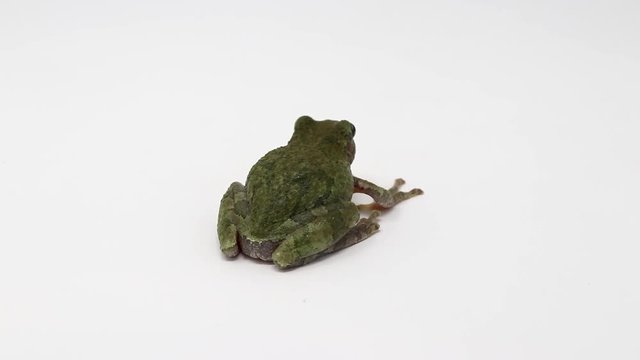 Gray Treefrog (Hyla versicolor) close up
