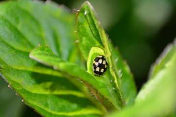 Schwarzer Marienkäfer mit weißem Muster auf Pflanze in grüner Natur