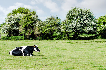 Fototapeta na wymiar vache se reposant dans la pâture