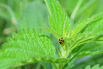 Schwarz gelber Marienkäfer in grüner Natur mit viel Textfreiraum