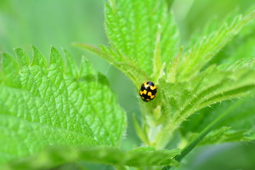 Schwarzer Marienkäfer mit gelben Muster  auf Pflanze in grüner Natur