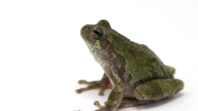 Gray Treefrog (Hyla versicolor) close up