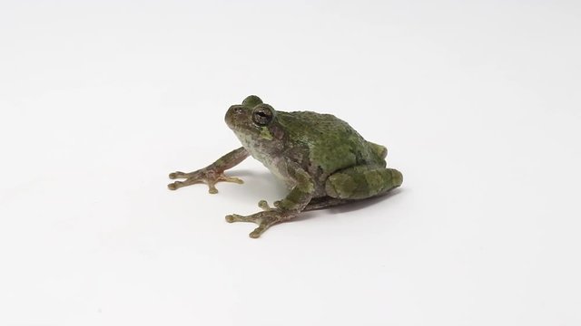Gray Treefrog (Hyla versicolor) close up
