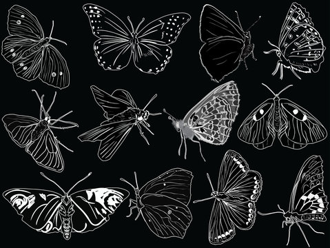 twelve butterflies outlines on black