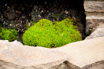 stone fence behind which grows bright green plant in the park. It's summer outside.