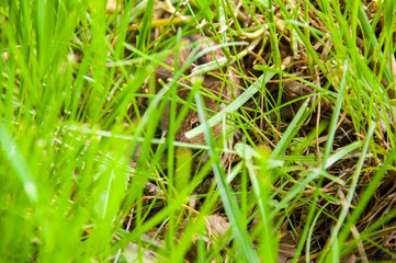 The little field mouse hid in bright green grass. Summer