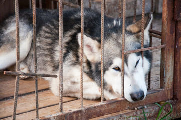 Dog like a wolf closed in a cage. Slipped her face through the bars. Sad dog