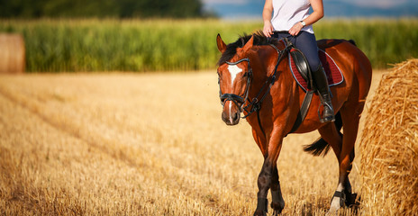 Horse in portraits with rider on a stubble field after harvest in summer..