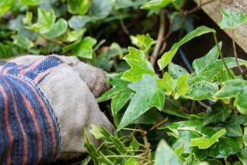 Gardener with gloves pulling out overgrown ivy from a garden border