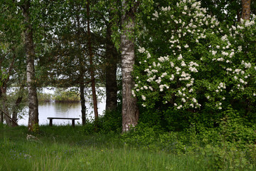 Beautiful resting place with blooming white lilac and a bench overlooking the river. Spring landscape