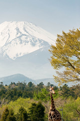 白い雪が積もった富士山とキリン