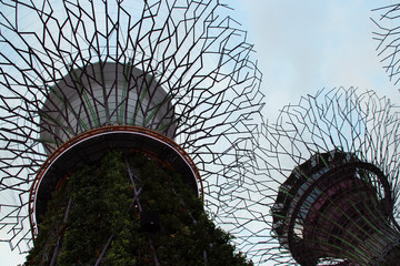 Supertree Grove - Gardens by the Bay - Singapore