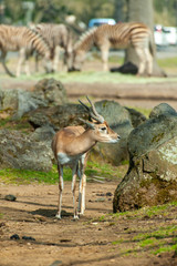 シマウマと警戒しているサファリパークの鹿