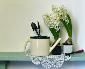 Two white hyacinthus with watering can and garden tools on wooden plank.