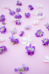 Fototapeta na wymiar Violet and white flowers on pink background