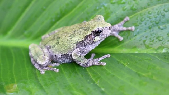 Gray Treefrog (Hyla versicolor) close up