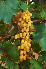 bunch of yellow ripe grape at vine. outdoor country scene. harvesting season concept.