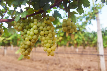 bunch of green grape at vine. outdoor country scene. harvesting season concept