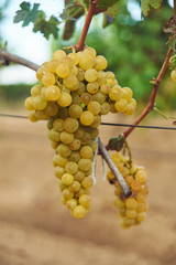 bunch of yellow grape at vine. outdoor country scene. harvesting season concept