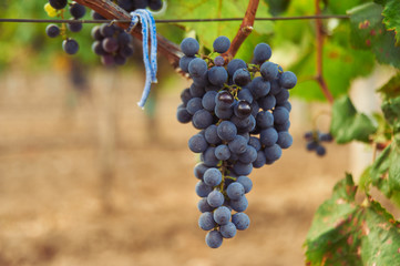 bunch of black grape at vine. ripe purple bunch. outdoor country scene. harvesting season concept.