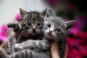 Two kittens in male hands.