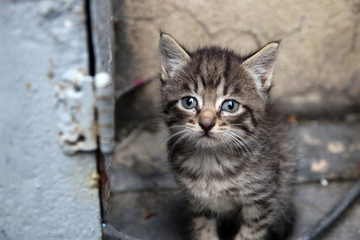 Small kitten looking with interest 