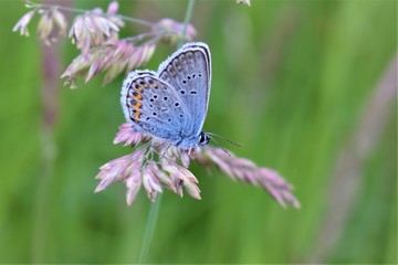 butterfly on a flower