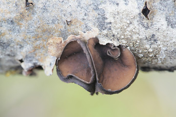 Encoelia fascicularis, brown cup fungus growing on aspen in Finland