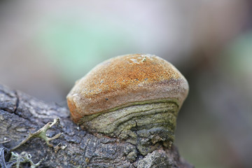 Phellinus tremulae, known as the aspen bracket polypore