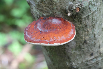 Fomitopsis pinicola, known as the red belt conk or red-belted bracket fungus