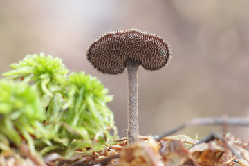 Auriscalpium vulgare, commonly known as the pinecone mushroom, the cone tooth, or the ear-pick...