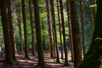 Spring in Hellenthal