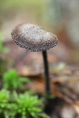Auriscalpium vulgare, commonly known as the pinecone mushroom, the cone tooth, or the ear-pick fungus
