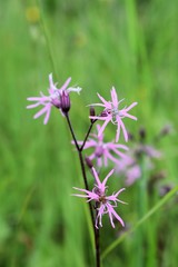 purple flower