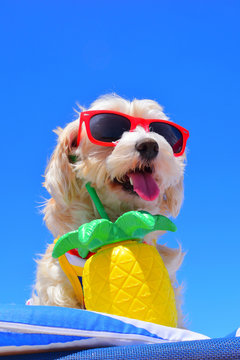 dog with party hat and sunglasses on the beach