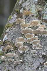 Irpex lacteus, known as the Milk-white Toothed Polypore