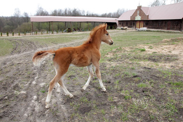  Redhead foal prances around the farmyard.