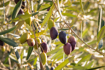 Kalamata olives ripening on olive tree