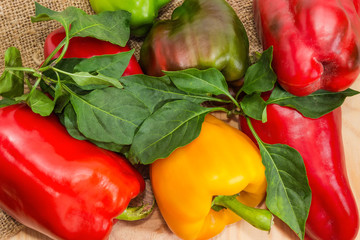 Fragment of varicolored bell peppers with leaves on the sackcloth