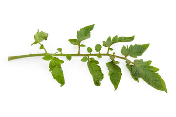 Twig of the tomato plant on a white background