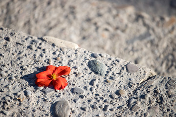Fototapeta na wymiar Red blossom on the stone floor