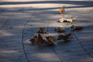 Falling brown leafs on pavement