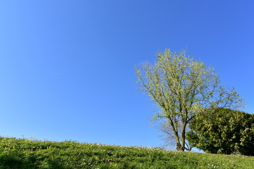 Obraz premium Field with grass, flowers, trees and blue sky.