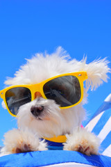 funny dog in sunglasses