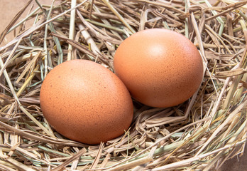 Two organic egggs lay in hay nest, closeup shot.