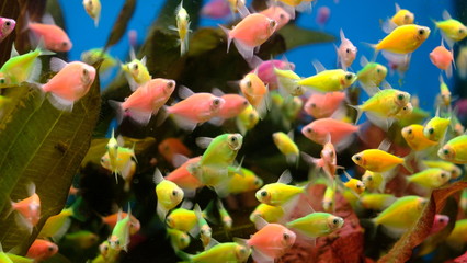 exotic colorful fish in the aquarium