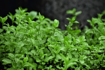 Leaves - Green after rain