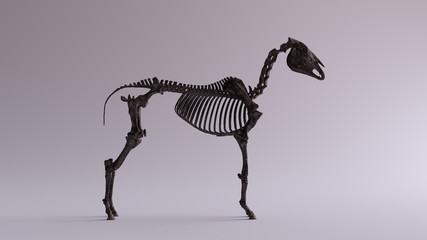 Black Iron Horse Skeletal System Anatomical Model Right View 3d illustration 3d render