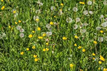 Green field with yellow flowers and blue sky. Panoramic view to grass on the hill on sunny spring day